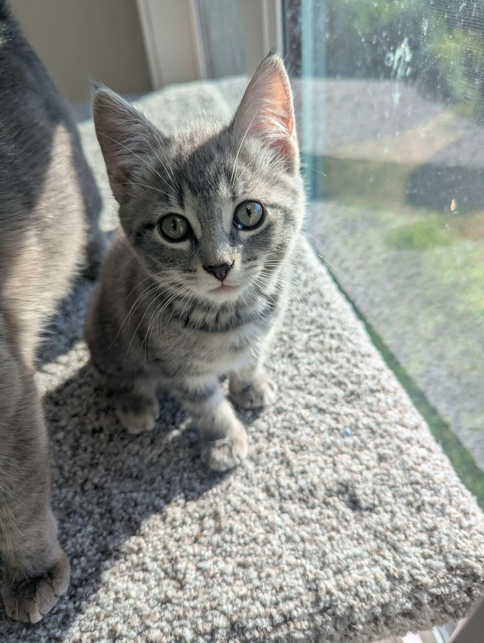Enlarge Truffle, an adopted Domestic Short Hair in Courtenay, BC image 5/6