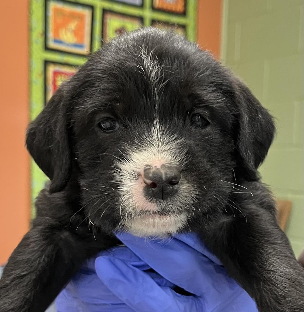 Enlarge Grattoni, a Adoptable mixed breed in Burnsville, NC image 1/4