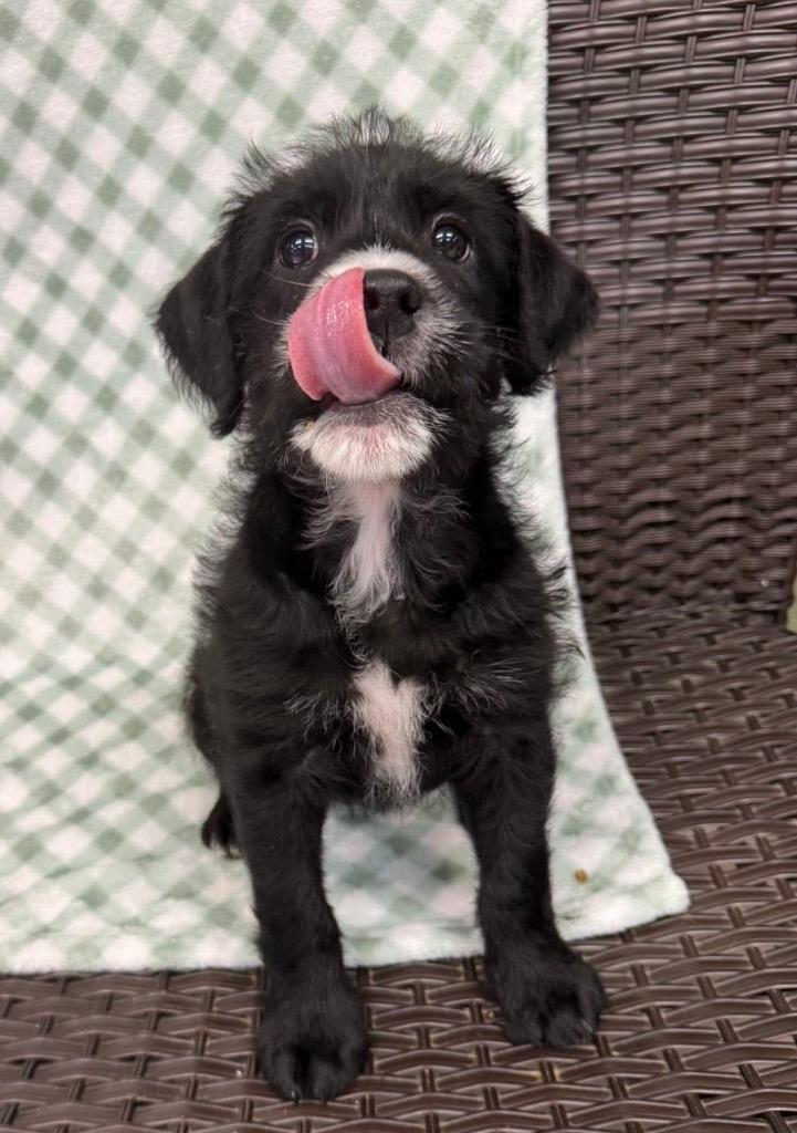 Enlarge Grattoni, a Adoptable mixed breed in Burnsville, NC image 2/4