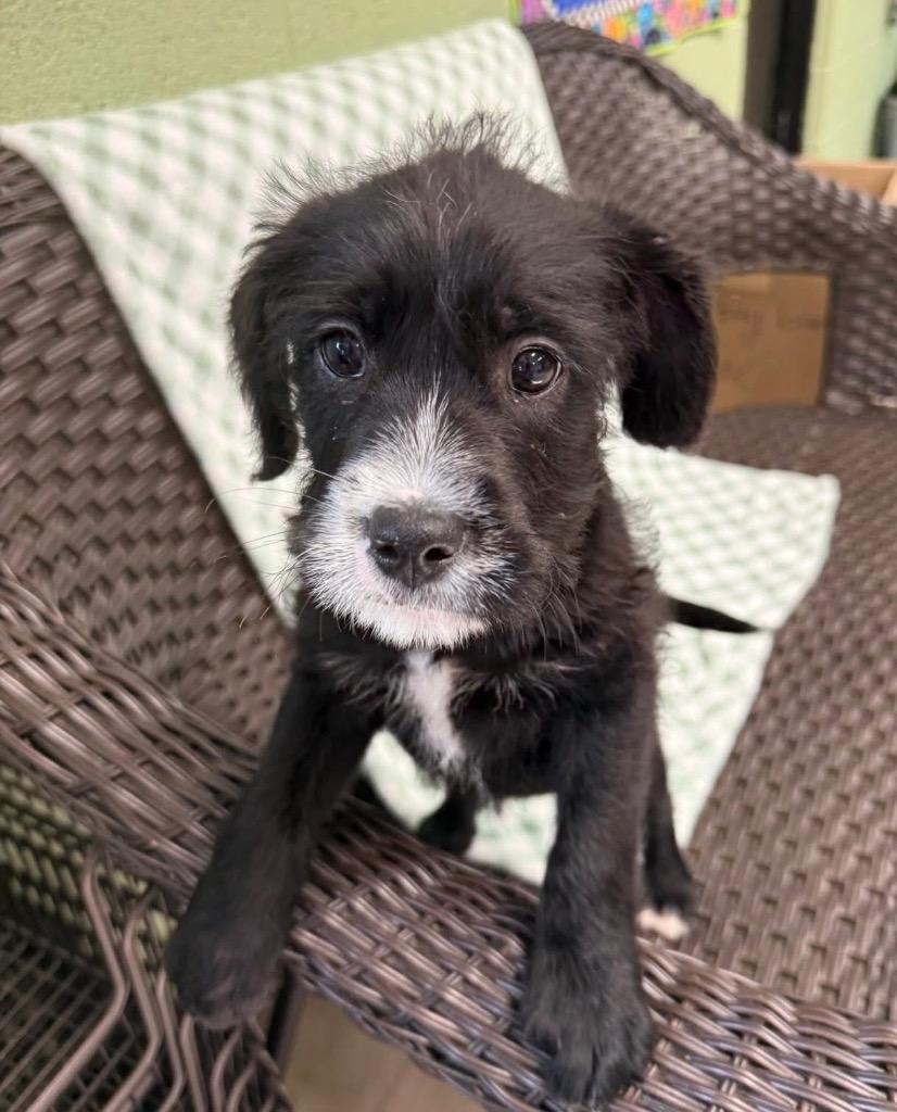 Enlarge Grattoni, a Adoptable mixed breed in Burnsville, NC image 3/4