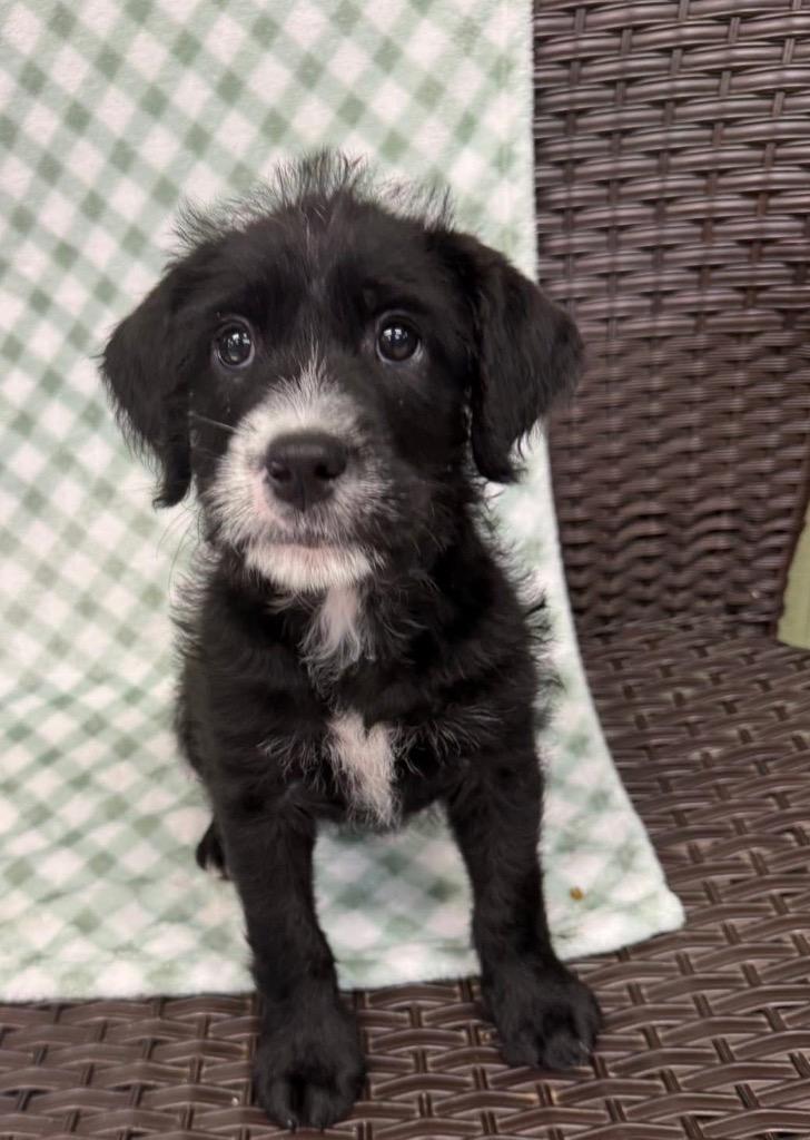 Enlarge Grattoni, a Adoptable mixed breed in Burnsville, NC image 4/4