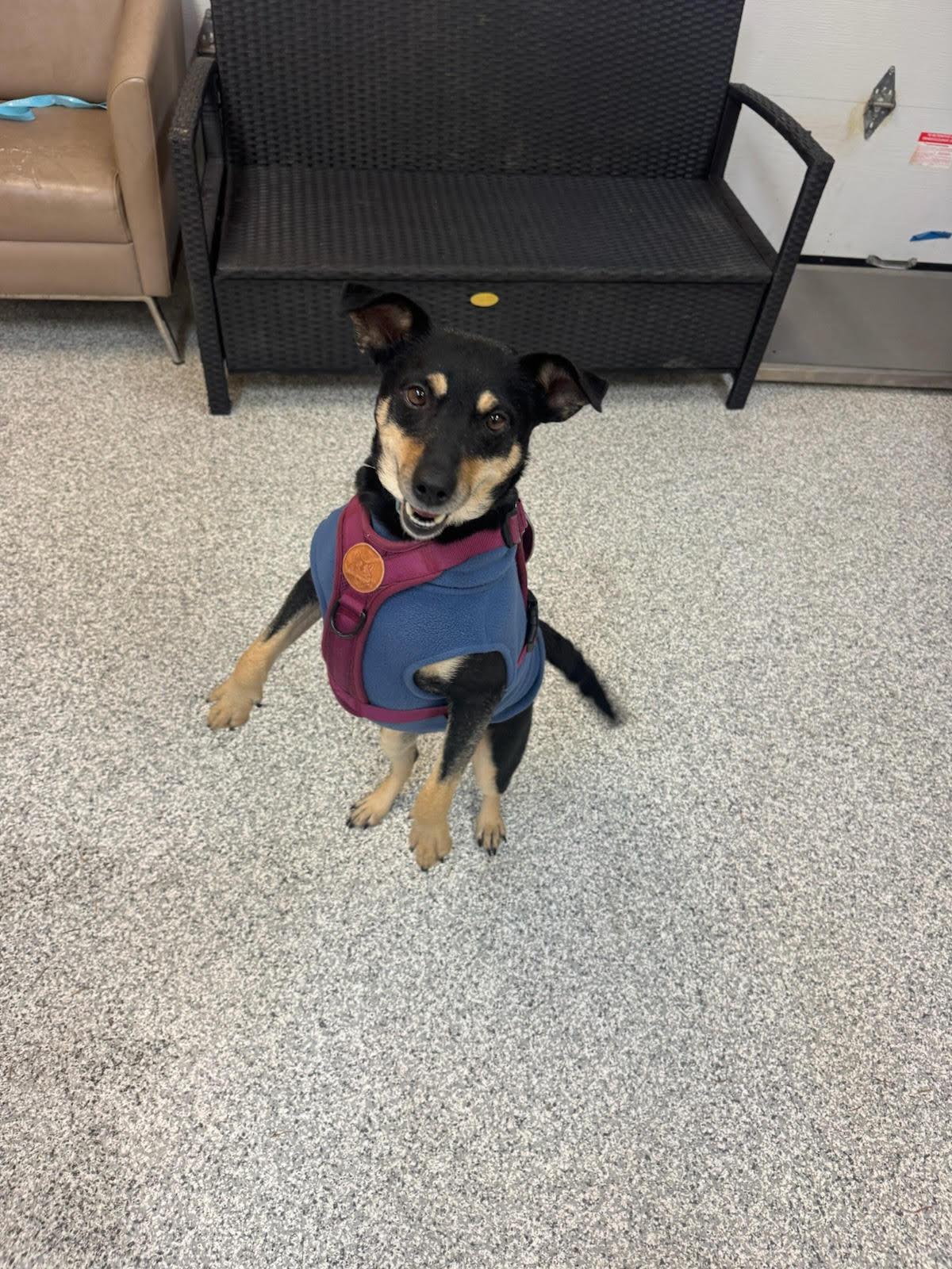 Luna, adopted, Adult Female Mixed Breed.