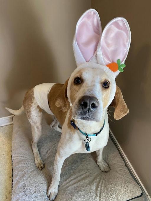 Enlarge Brave Boone, a Adoptable English Coonhound in TULSA, OK image 4/4