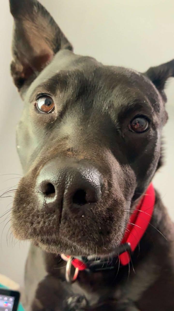 Enlarge Pebbles (Courtesy post), a Adoptable Australian Kelpie in Phoenix, AZ image 1/3