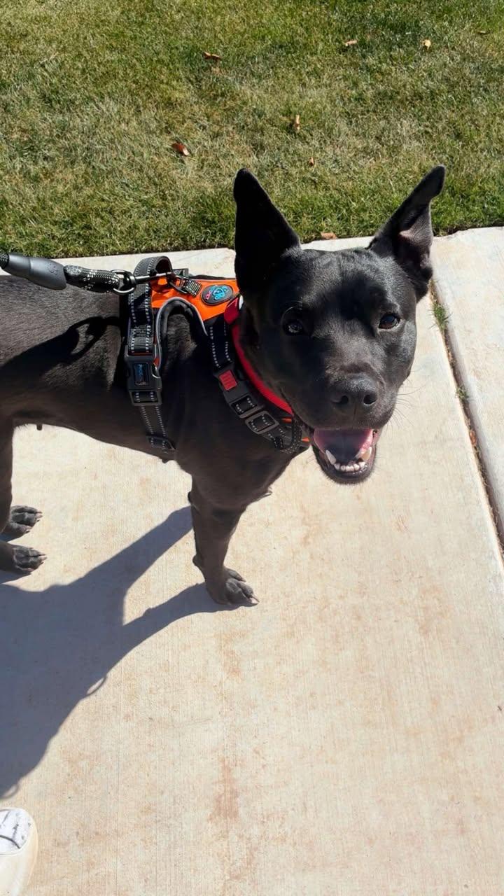 Enlarge Pebbles (Courtesy post), a Adoptable Australian Kelpie in Phoenix, AZ image 2/3