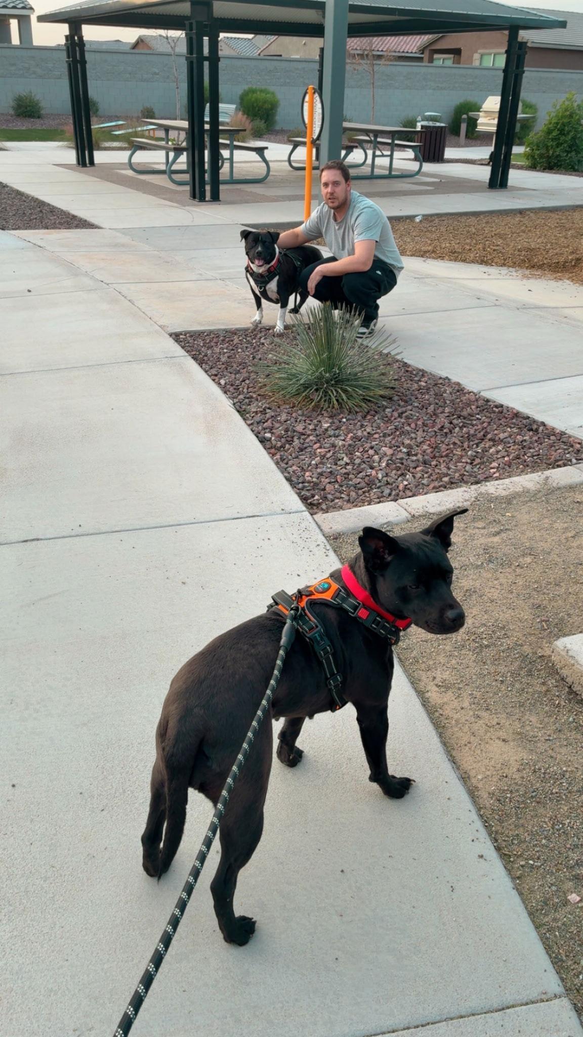 Pebbles (Courtesy post), Adoptable, Young Male Pit Bull Terrier.