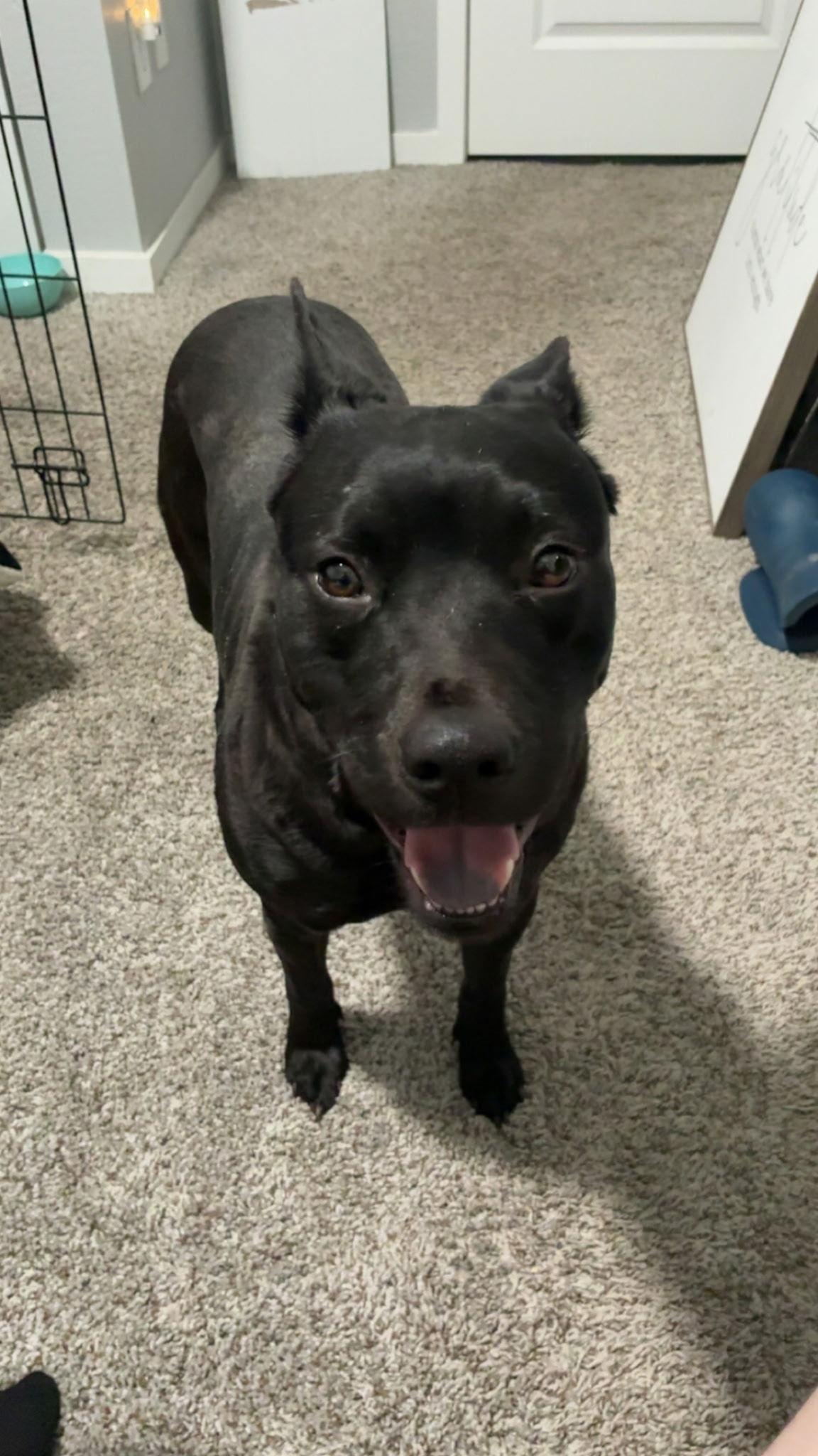 Pebbles (Courtesy post), a Adoptable Pit Bull Terrier in Phoenix, AZ image 2/3