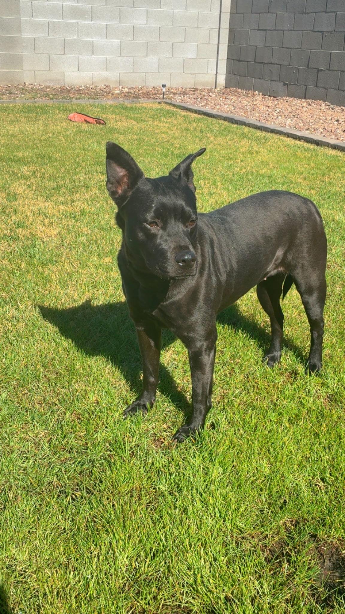 Pebbles (Courtesy post), a Adoptable Pit Bull Terrier in Phoenix, AZ image 3/3