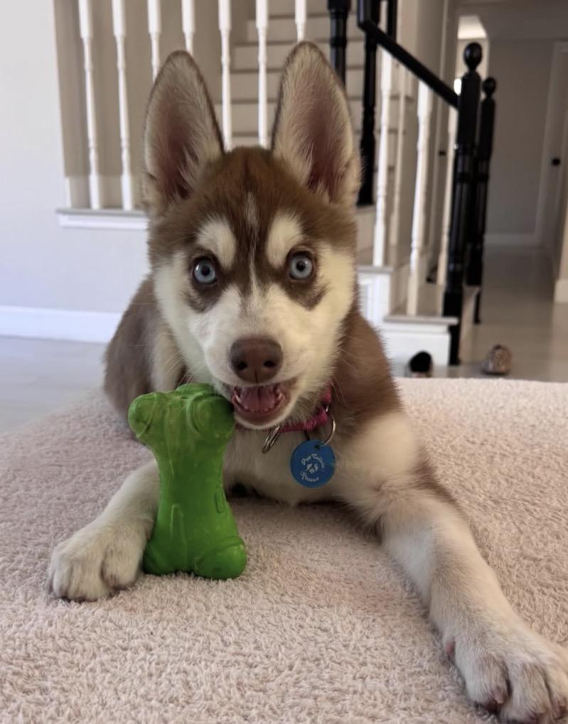 Enlarge Elsa, a ADOPTABLE Husky in Pasadena, CA image 3/6