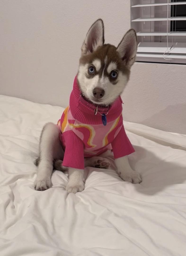 Enlarge Elsa, a ADOPTABLE Husky in Pasadena, CA image 4/6