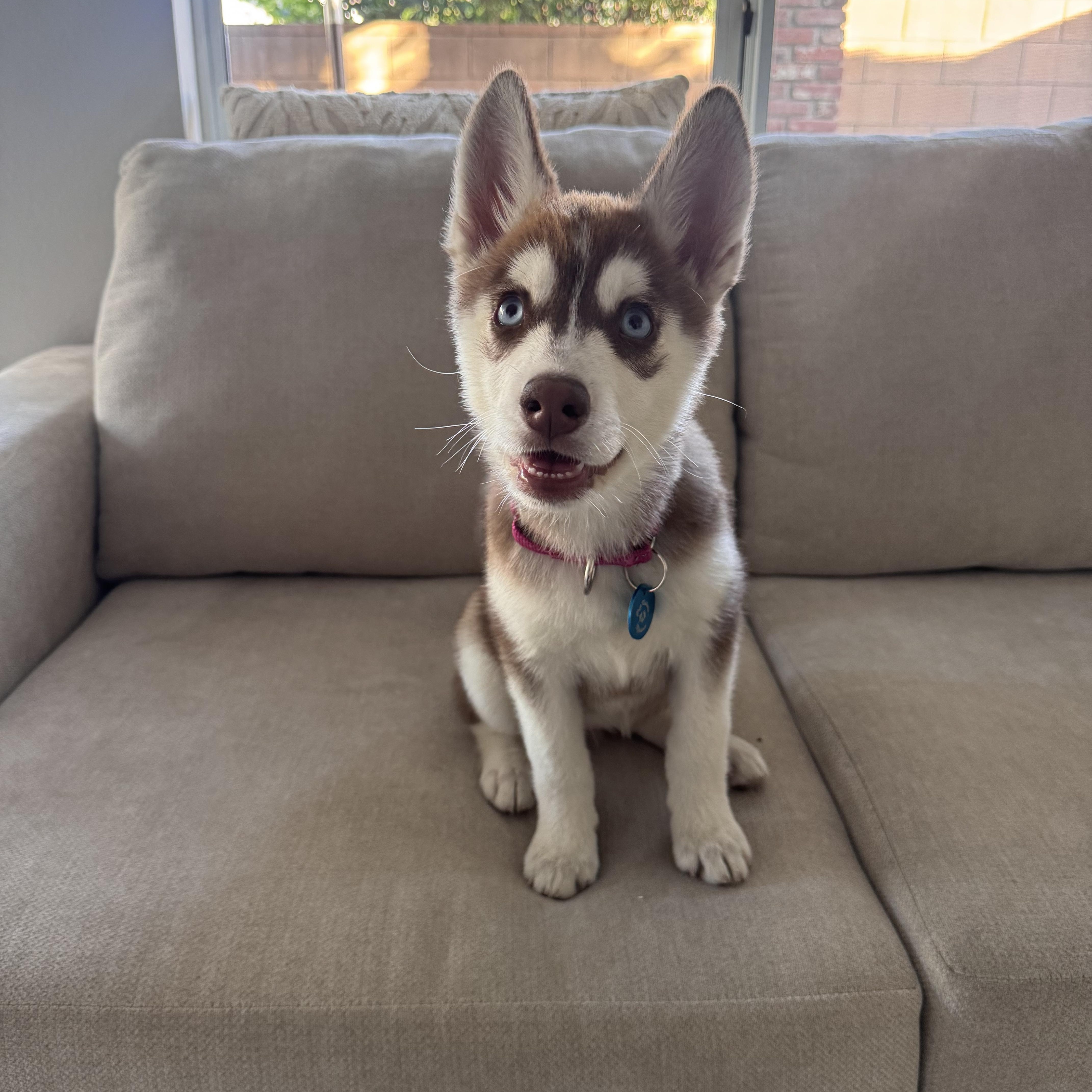 Elsa, ADOPTABLE, Puppy Female Husky.