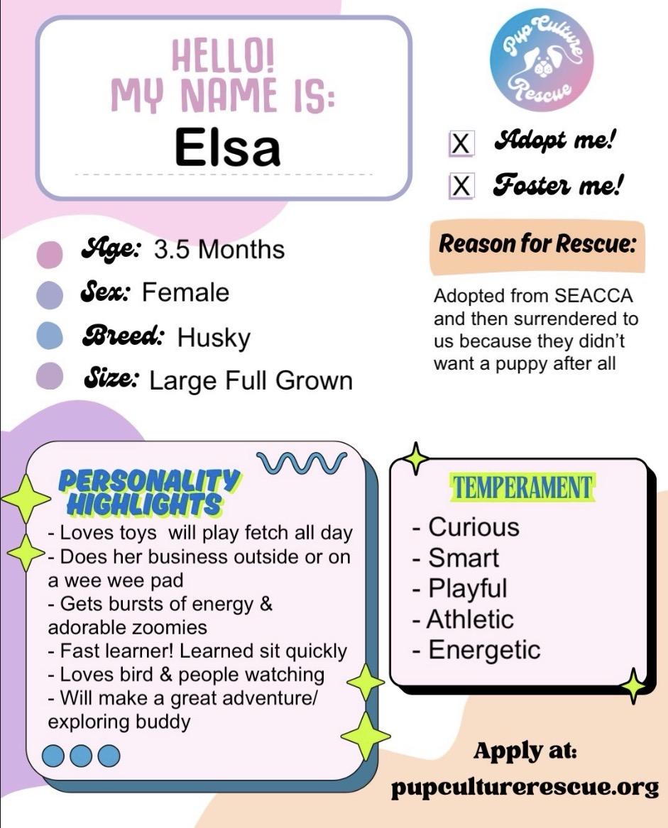 Enlarge Elsa, a ADOPTABLE Husky in Pasadena, CA image 2/6