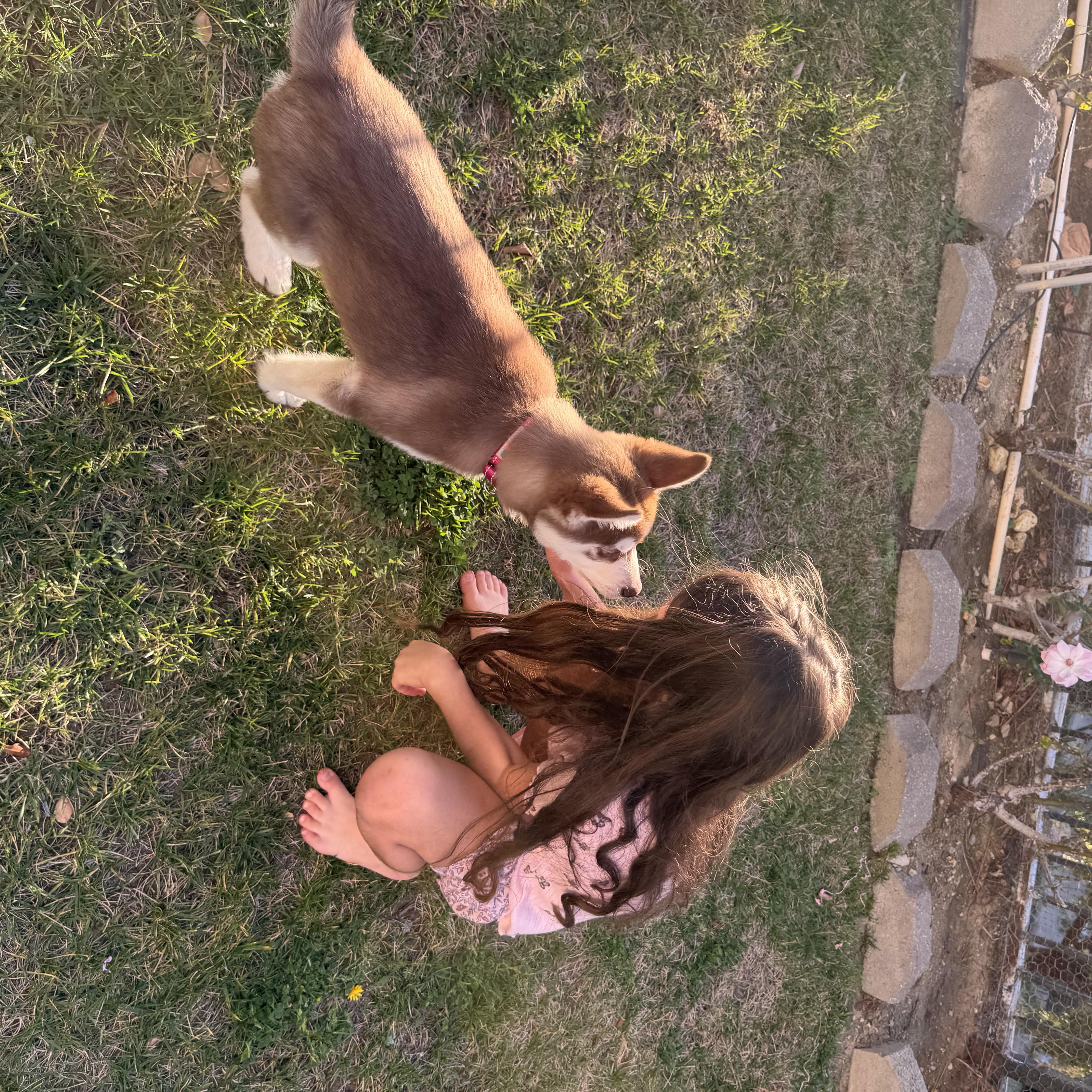 Enlarge Elsa, a ADOPTABLE Husky in Pasadena, CA image 5/6