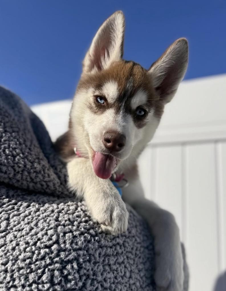Enlarge Elsa, a ADOPTABLE Husky in Pasadena, CA image 6/6