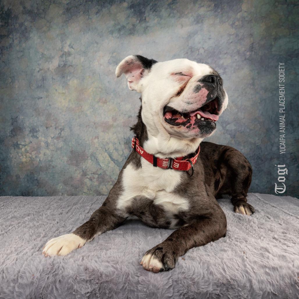 Enlarge Togi, a Adoptable mixed breed in Yucaipa, CA image 1/6