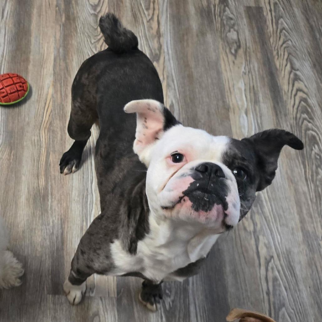 Togi, Adoptable, Adult Female American Bulldog & Australian Shepherd.