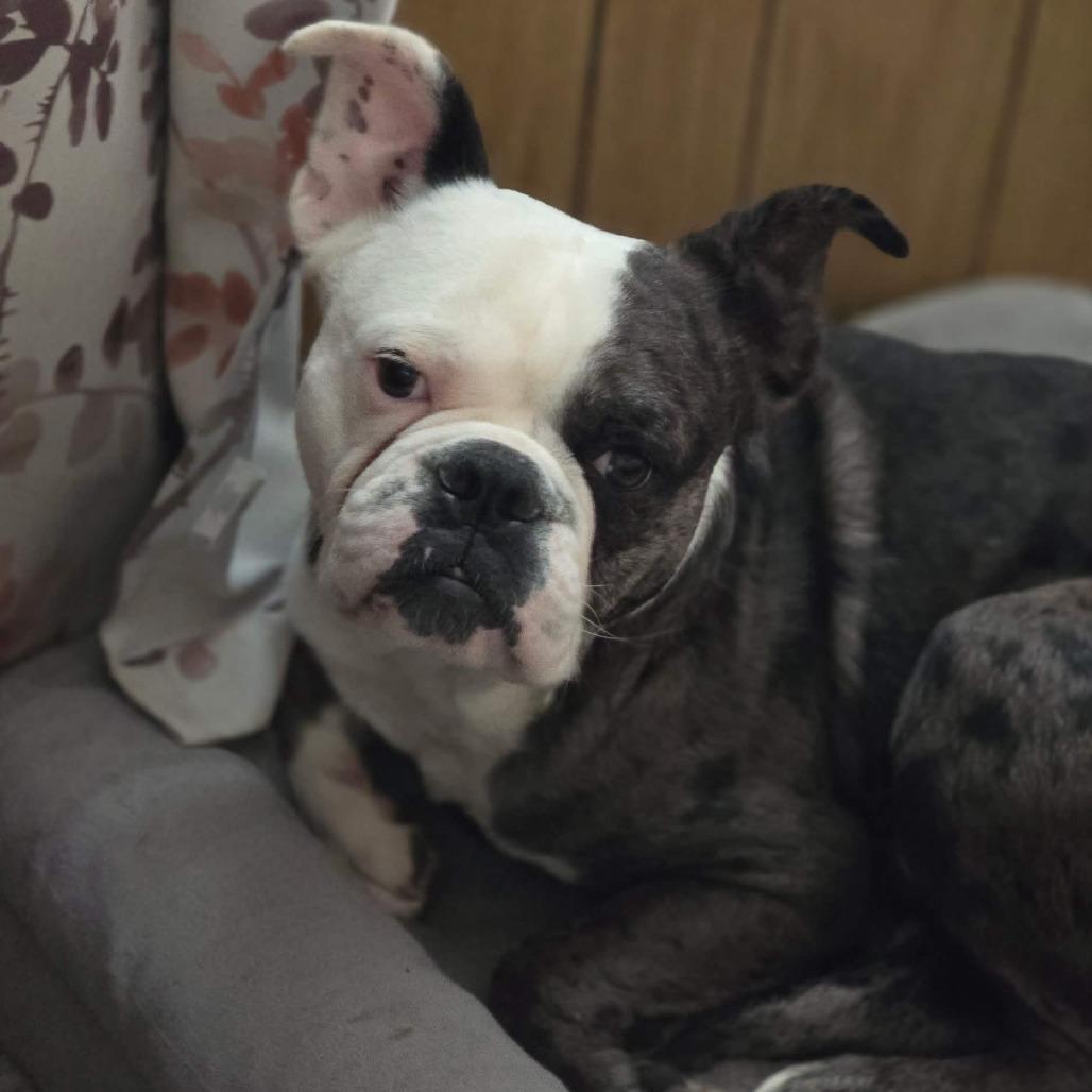 Togi, a Adoptable mixed breed in Yucaipa, CA image 2/3