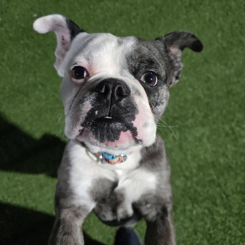 Togi, a Adoptable mixed breed in Yucaipa, CA image 3/3