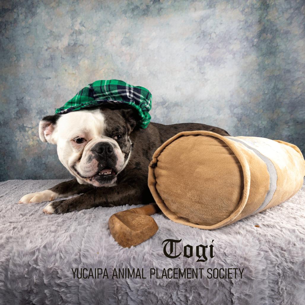 Enlarge Togi, a Adoptable mixed breed in Yucaipa, CA image 5/6