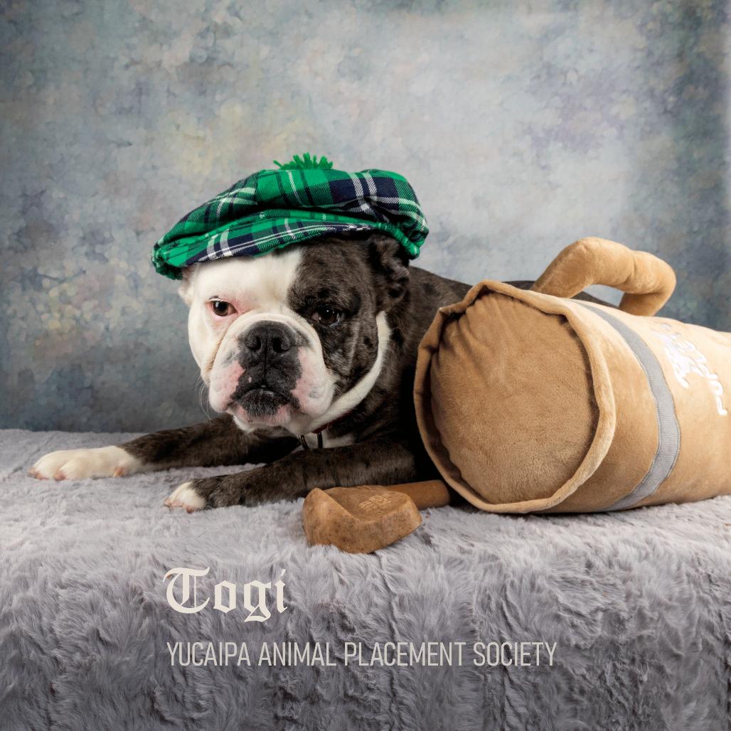 Enlarge Togi, a Adoptable mixed breed in Yucaipa, CA image 6/6