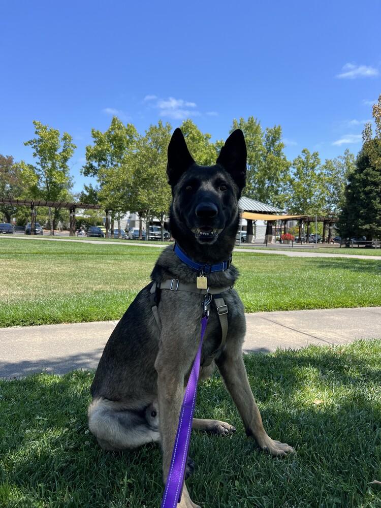 Buddy, Adoptable, Adult Male German Shepherd Dog & Belgian Shepherd / Malinois.