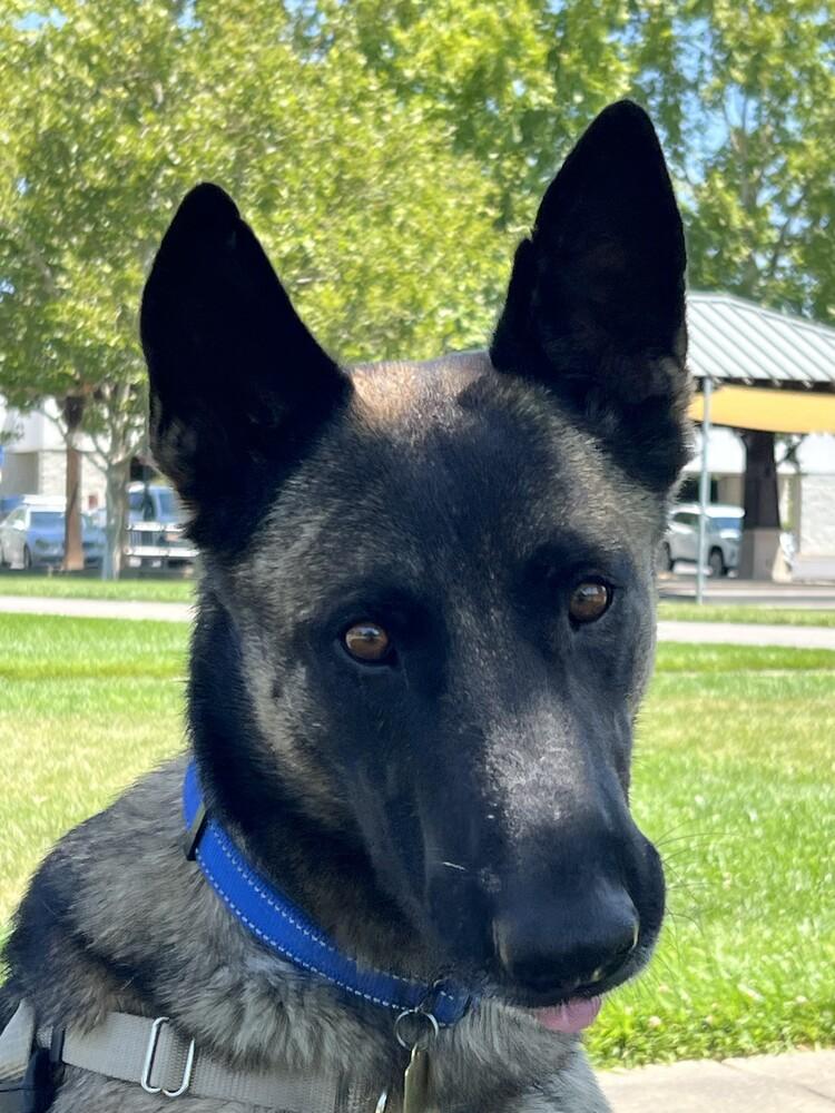 Enlarge Buddy, a Adoptable mixed breed in Fulton, CA image 2/6