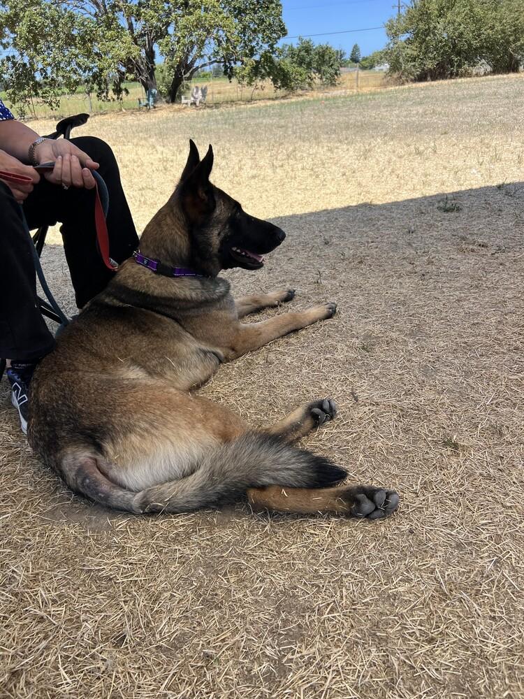 Enlarge Buddy, a Adoptable mixed breed in Fulton, CA image 3/6