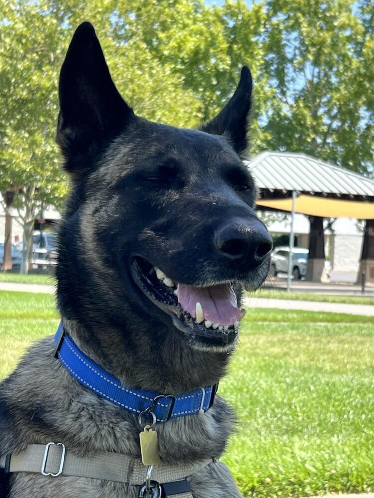 Enlarge Buddy, a Adoptable mixed breed in Fulton, CA image 4/6