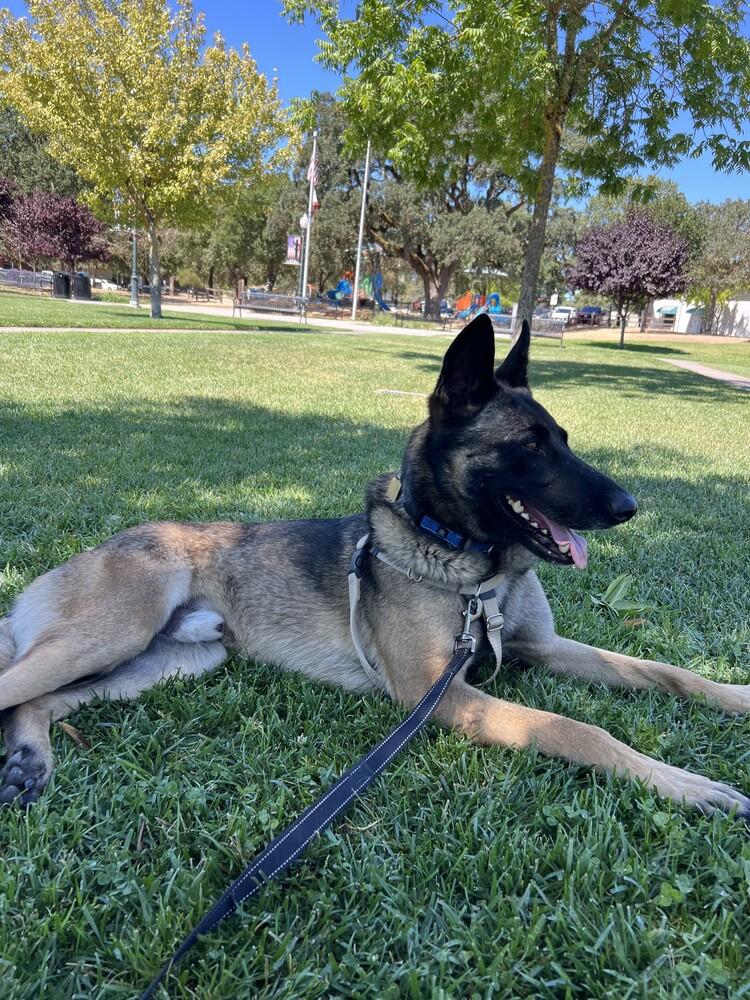 Enlarge Buddy, a Adoptable mixed breed in Fulton, CA image 5/6