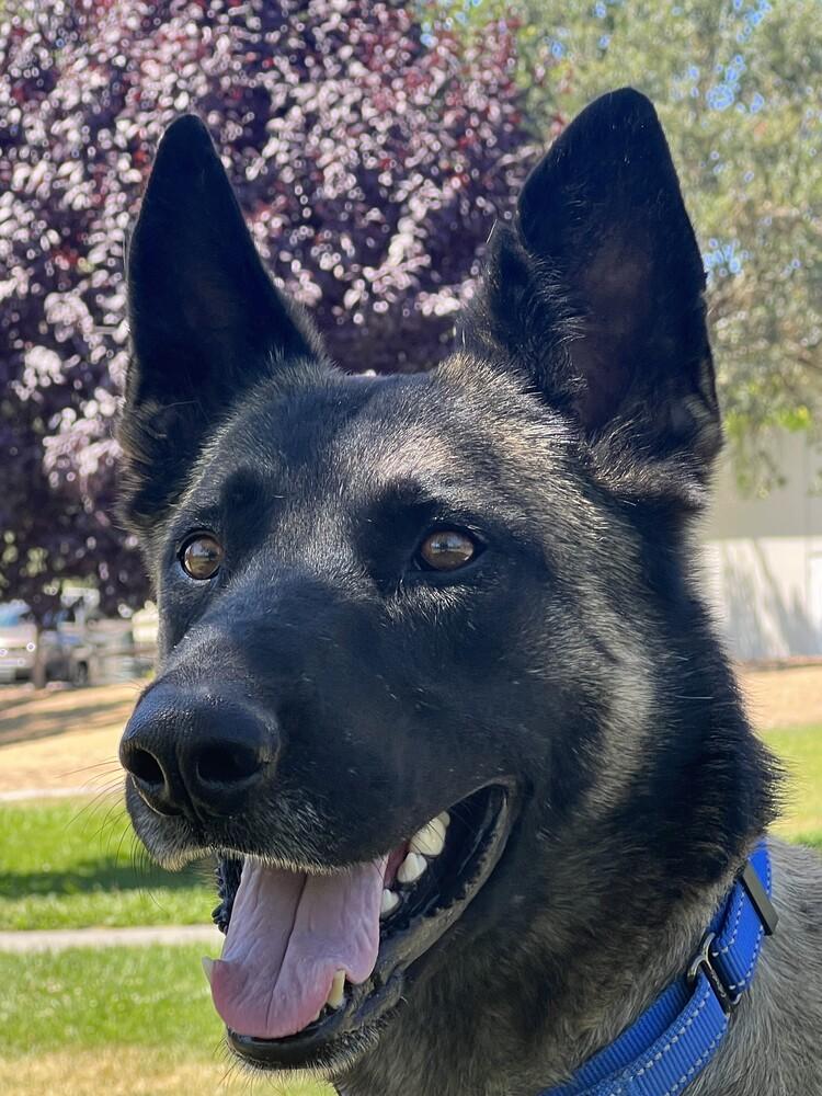 Enlarge Buddy, a Adoptable mixed breed in Fulton, CA image 6/6