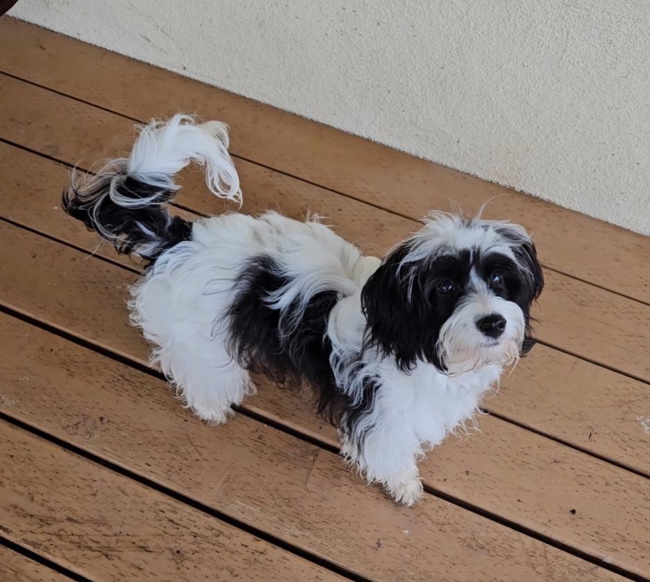 Enlarge BANDIT, an adopted Havanese in Arroyo Grande, CA image 1/4