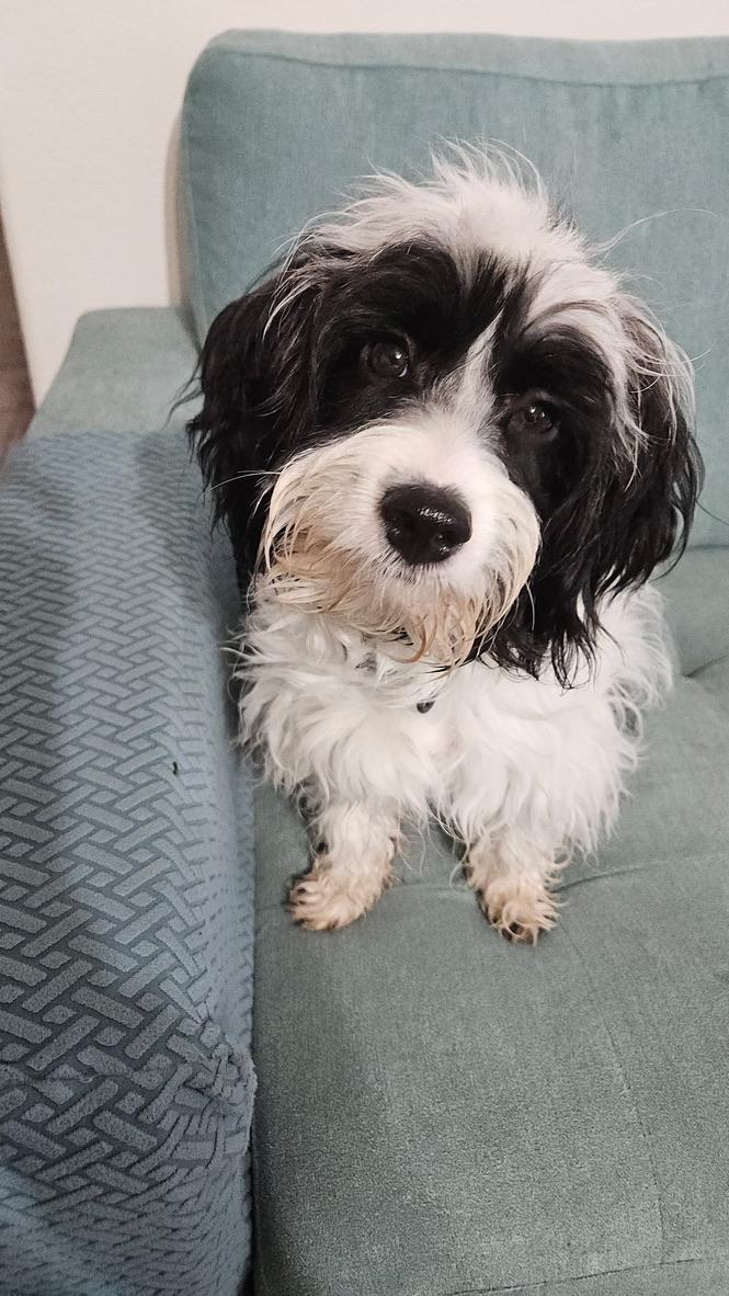 Enlarge BANDIT, an adopted Havanese in Arroyo Grande, CA image 3/4