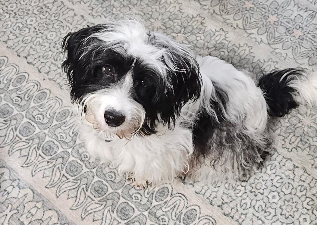 Enlarge BANDIT, an adopted Havanese in Arroyo Grande, CA image 4/4