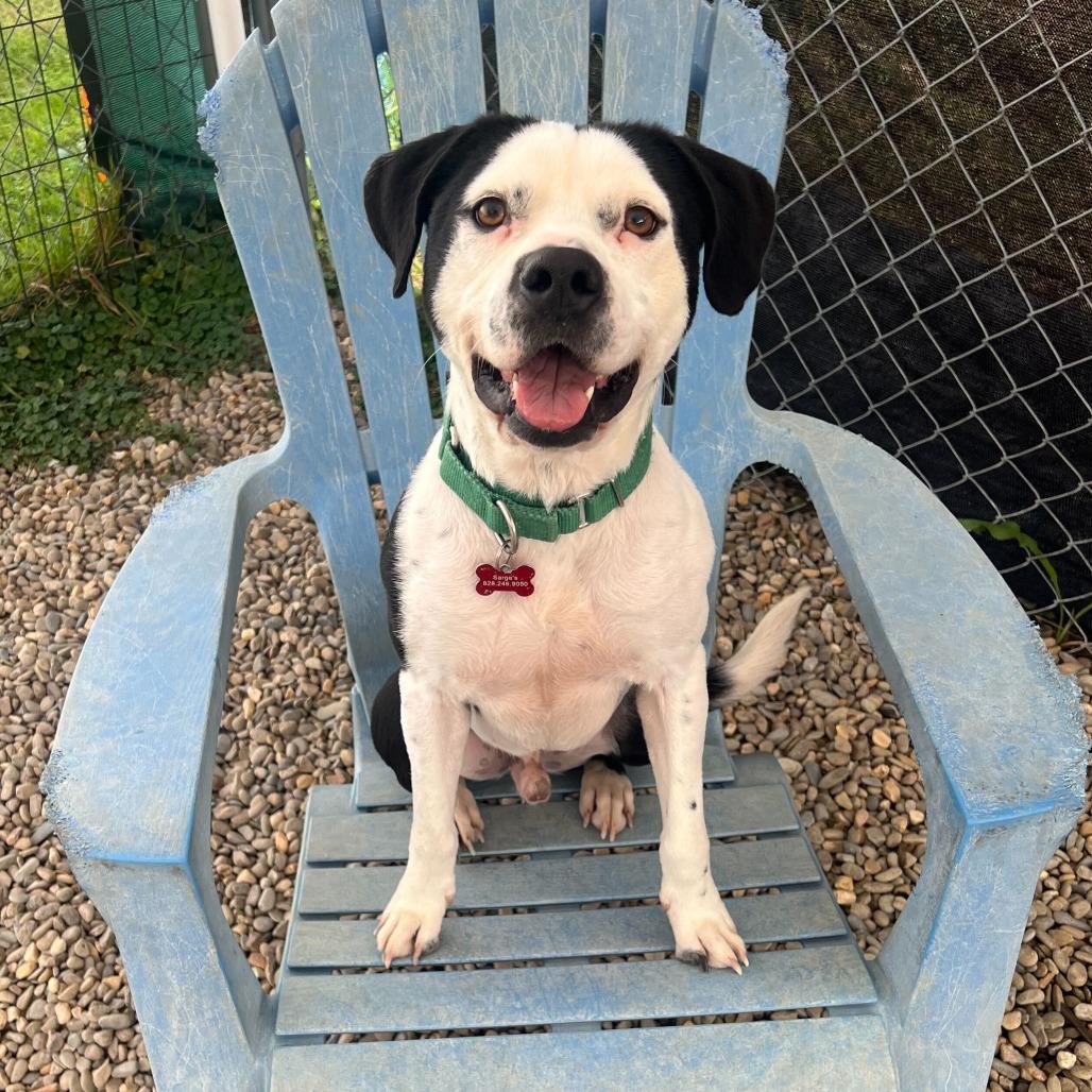 Enlarge Seymour, a Adoptable Mixed Breed in Waynesville, NC image 1/6