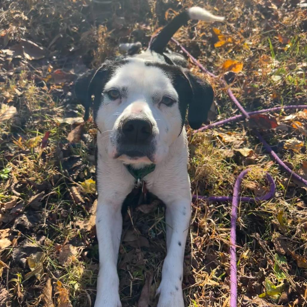 Enlarge Seymour, a Adoptable Mixed Breed in Waynesville, NC image 2/6