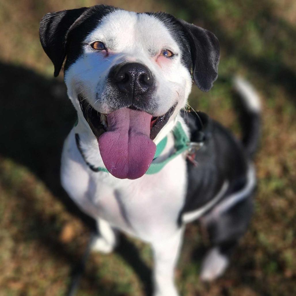 Enlarge Seymour, a Adoptable Mixed Breed in Waynesville, NC image 3/6