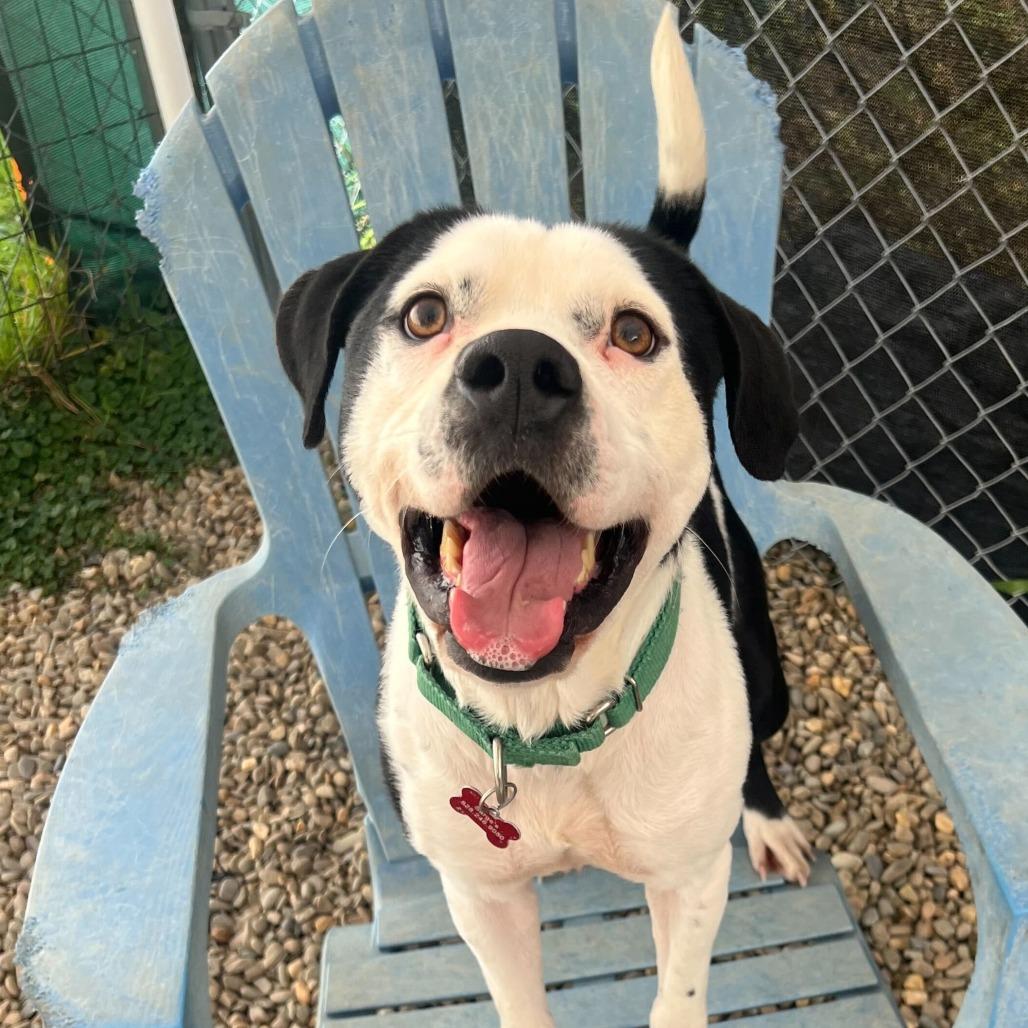 Enlarge Seymour, a Adoptable Mixed Breed in Waynesville, NC image 4/6