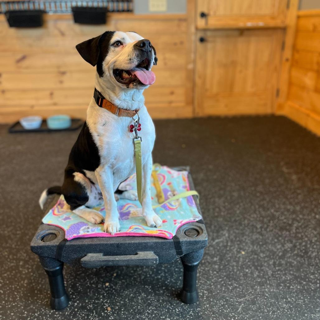 Enlarge Seymour, a Adoptable Mixed Breed in Waynesville, NC image 6/6