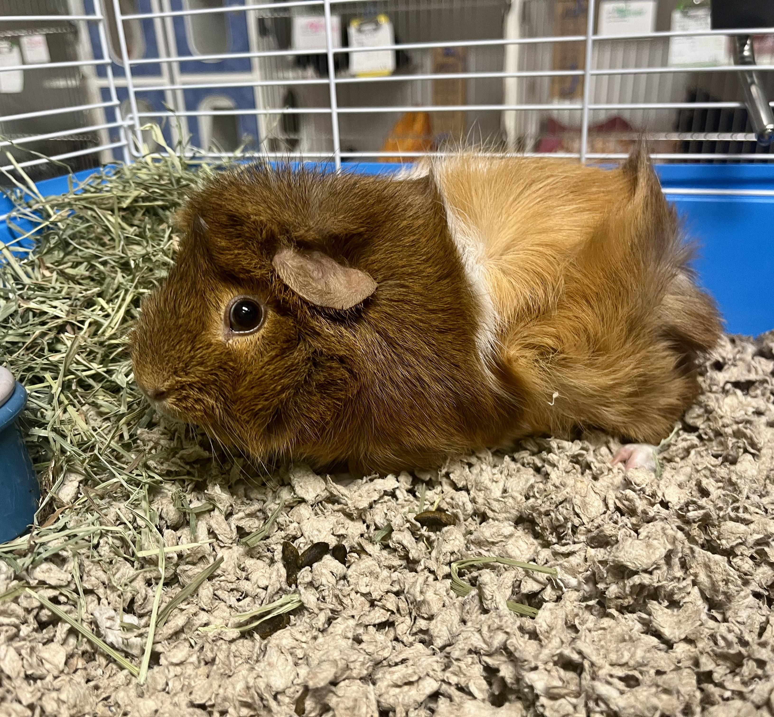 Enlarge Peanut, an adopted Abyssinian in Seville, OH image 1/1