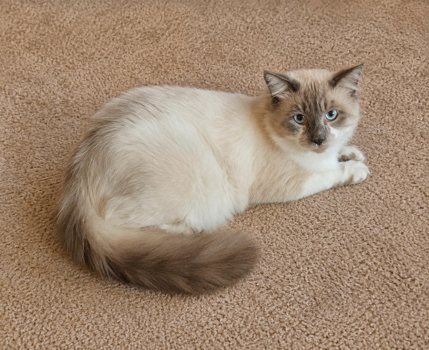 Amadeus, Adoptable, Adult Male Ragdoll.