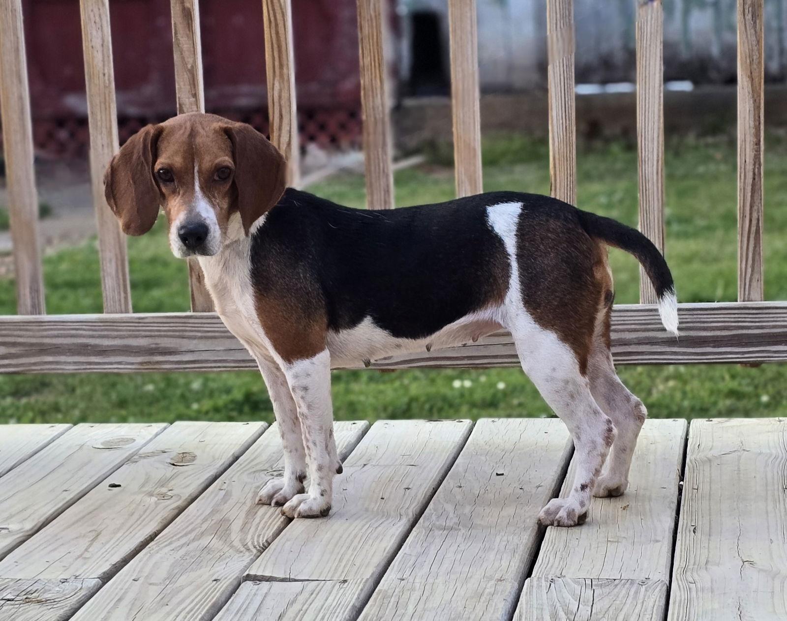 JOLENE, Adoptable, Adult Female Beagle.