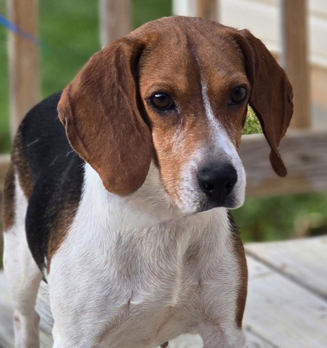 Enlarge JOLENE, a Adoptable Beagle in Social Circle, GA image 2/3