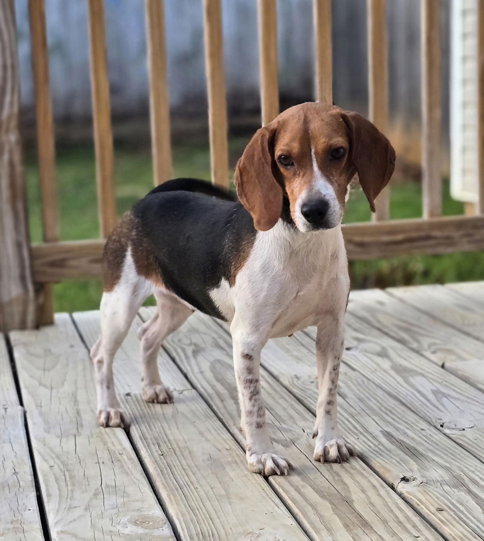Enlarge JOLENE, a Adoptable Beagle in Social Circle, GA image 3/3