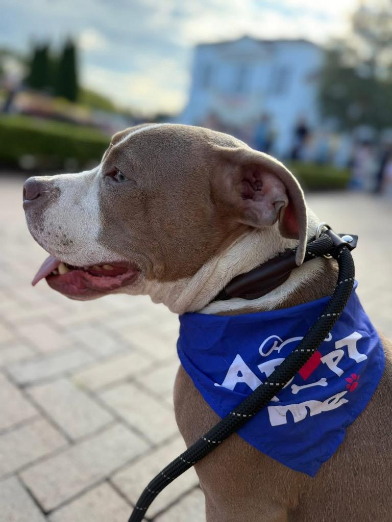 Enlarge Rubble, a Adoptable mixed breed in Sharpsburg, GA image 3/6