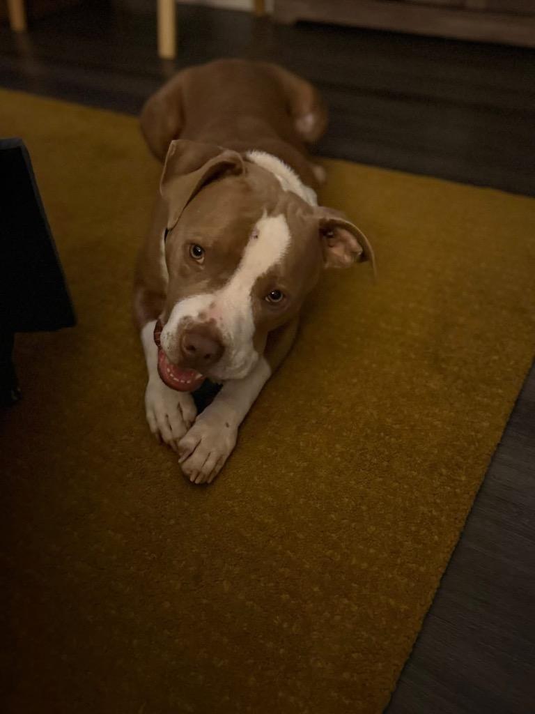 Enlarge Rubble, a Adoptable mixed breed in Sharpsburg, GA image 2/6