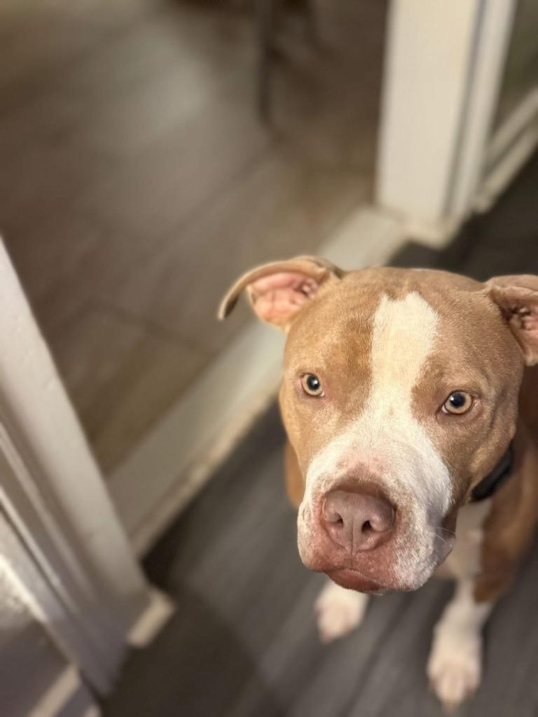 Enlarge Rubble, a Adoptable mixed breed in Sharpsburg, GA image 4/6