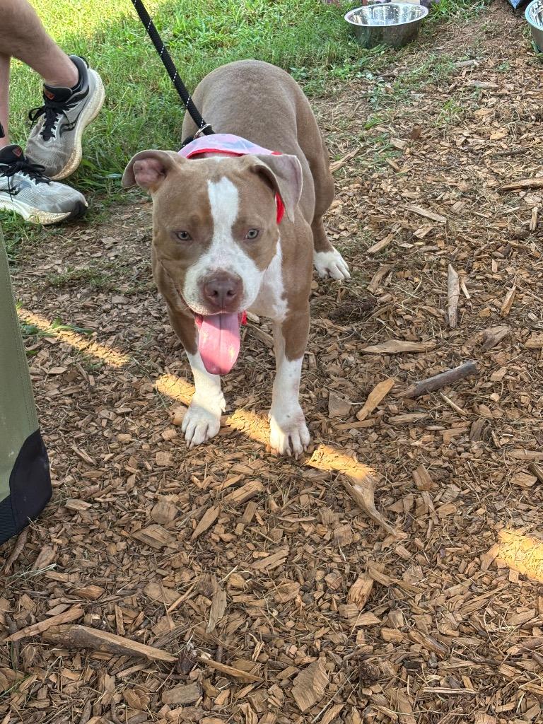 Enlarge Rubble, a Adoptable mixed breed in Sharpsburg, GA image 6/6