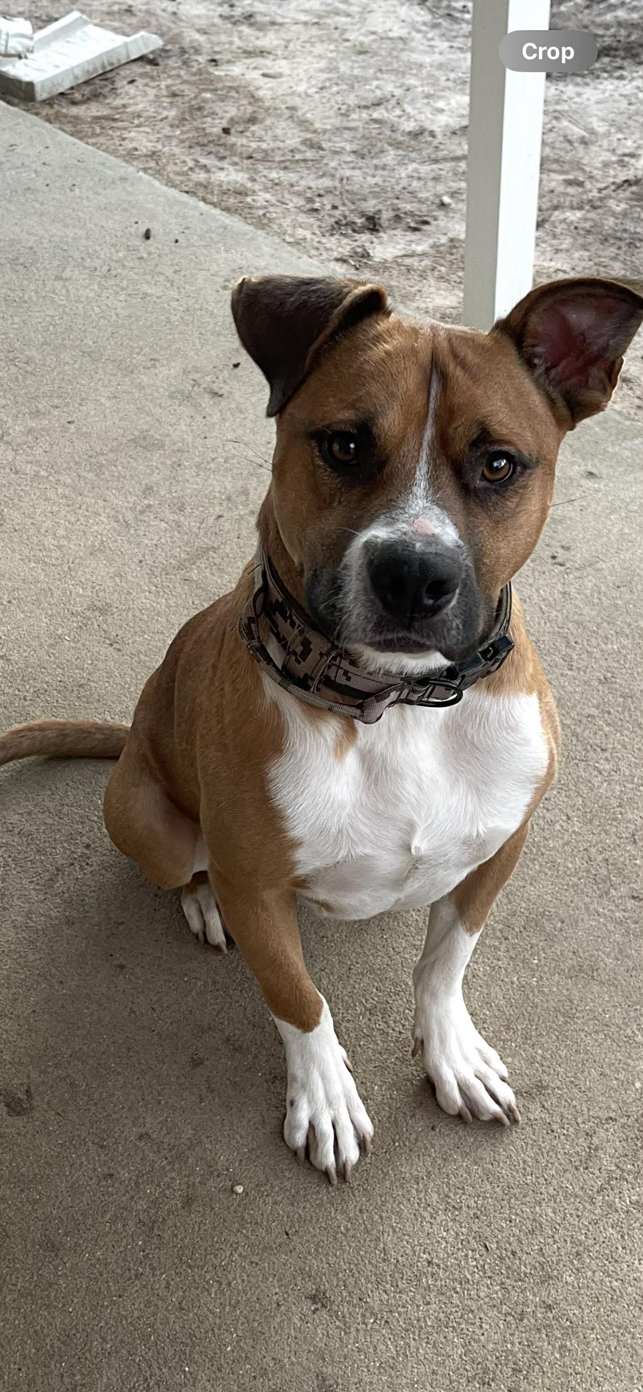 Enlarge Bucket, a ADOPTABLE Mixed Breed in Huntsville, AL image 2/3