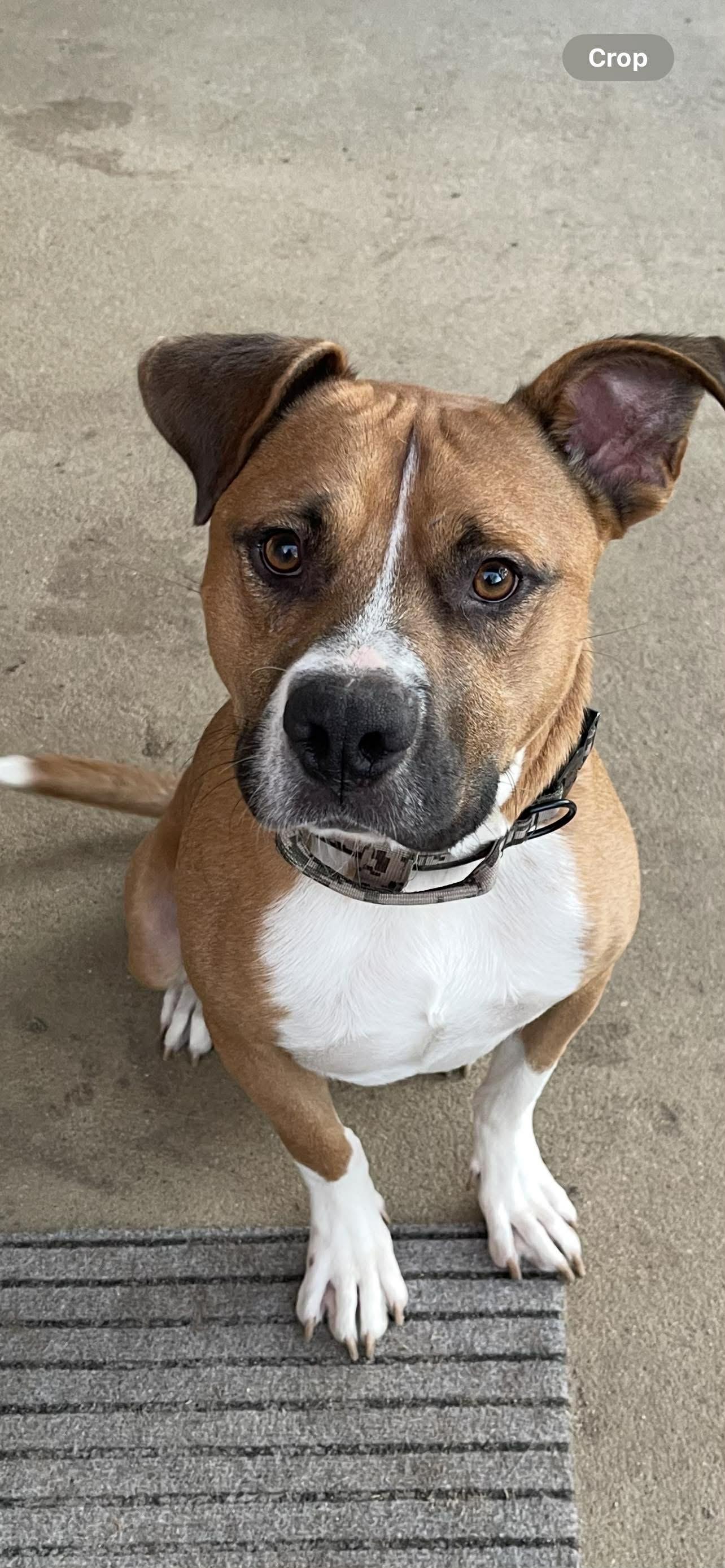 Enlarge Bucket, a ADOPTABLE Mixed Breed in Huntsville, AL image 3/3
