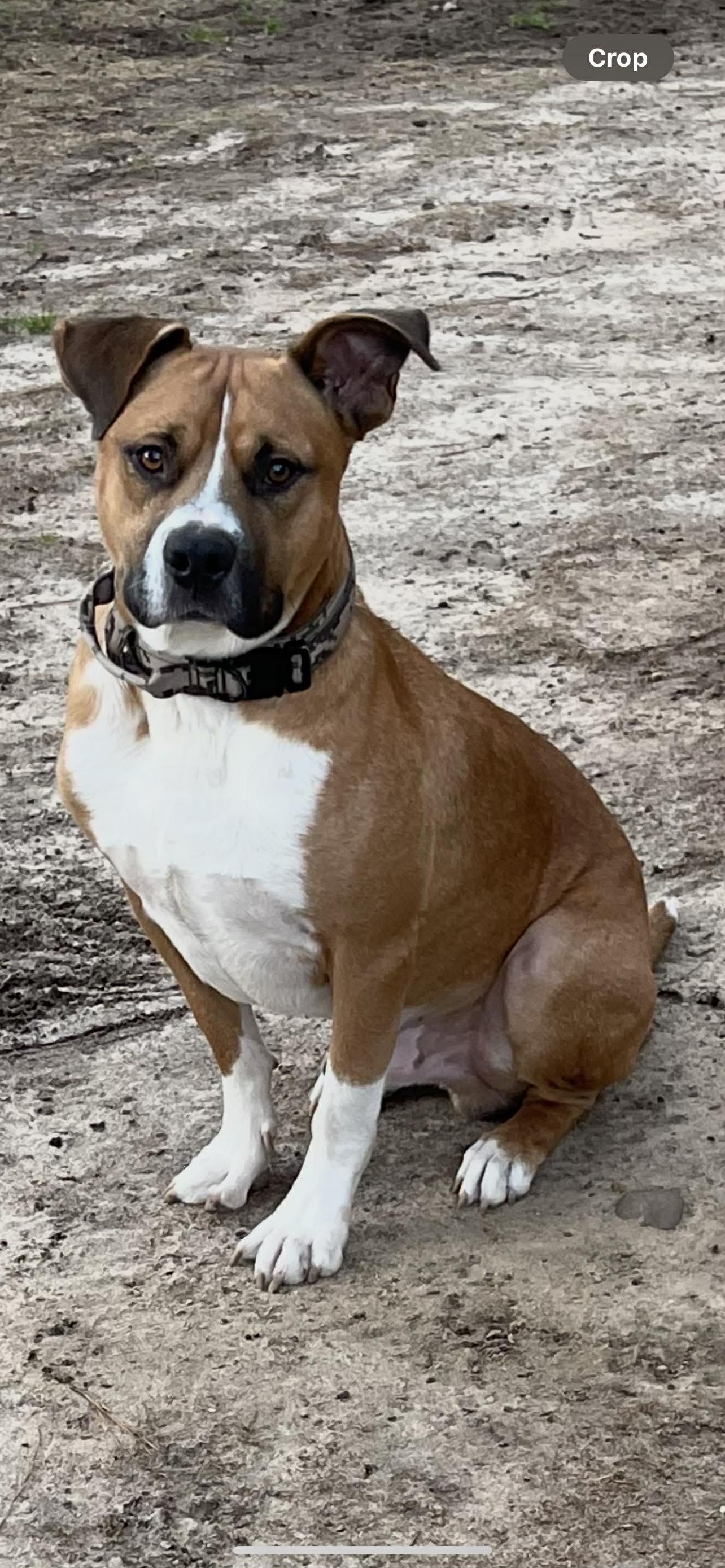 Bucket, ADOPTABLE, Young Male Mixed Breed.